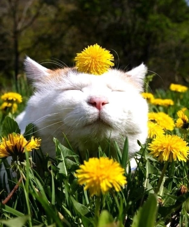 КОТИК ДАНА.jpg