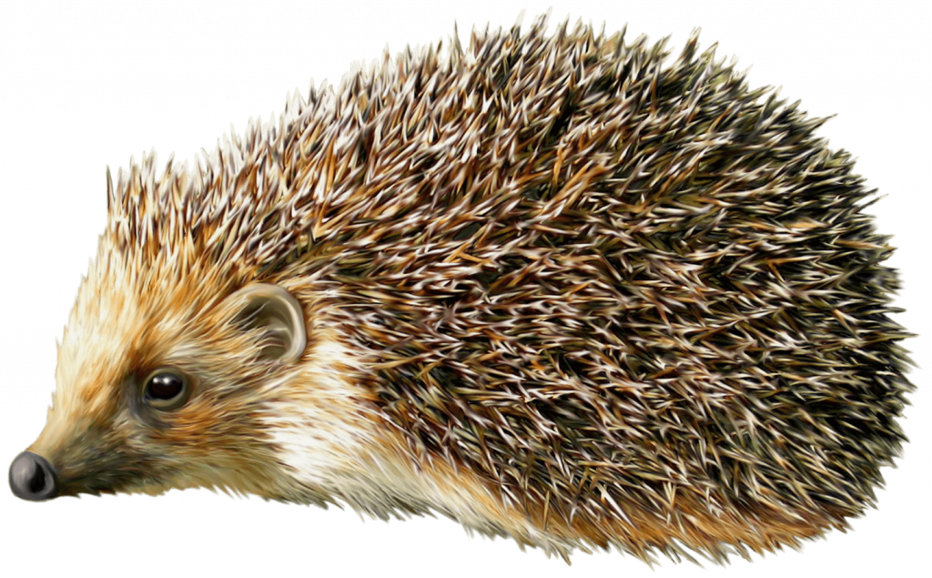 1614594682_3-p-yezhik-na-belom-fone-3.png